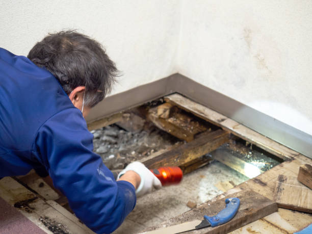 Best Mold Remediation  in Schriever, LA