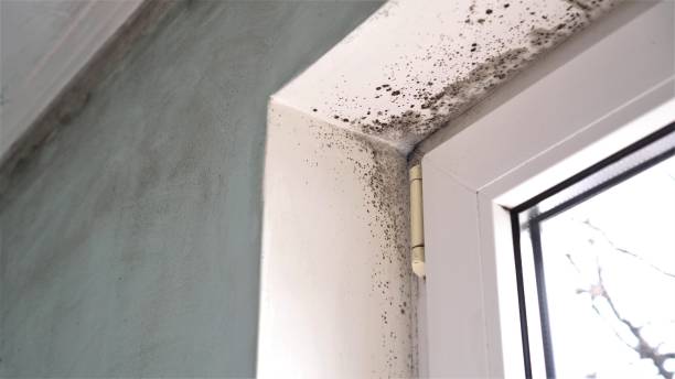 Best Commercial Mold Removal  in Schriever, LA