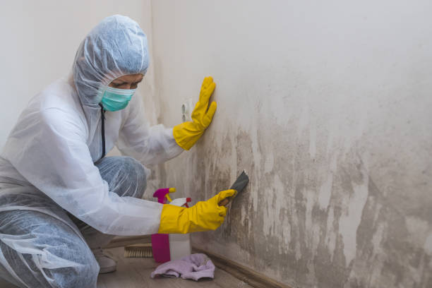 Best Local Mold Removal Service  in Schriever, LA