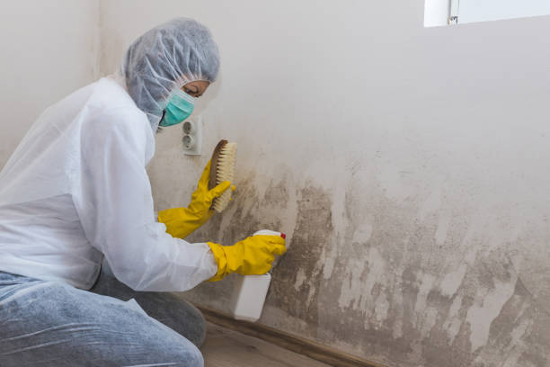 Best Mold Damage Repair  in Schriever, LA