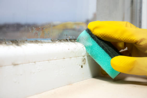 Best Best Mold Removal Companies  in Schriever, LA