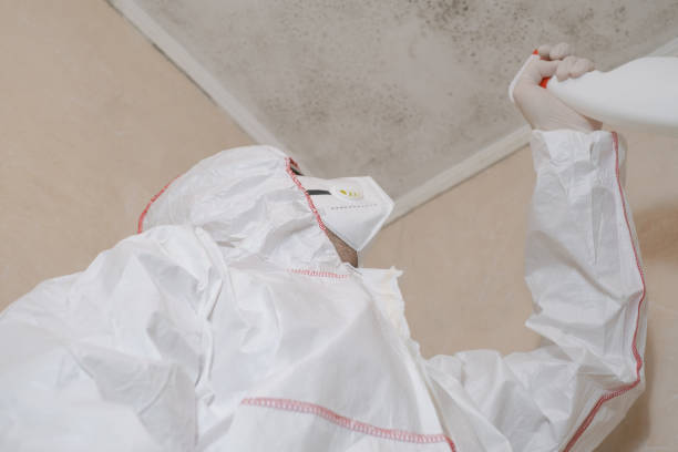 Best Black Mold Removal  in Schriever, LA