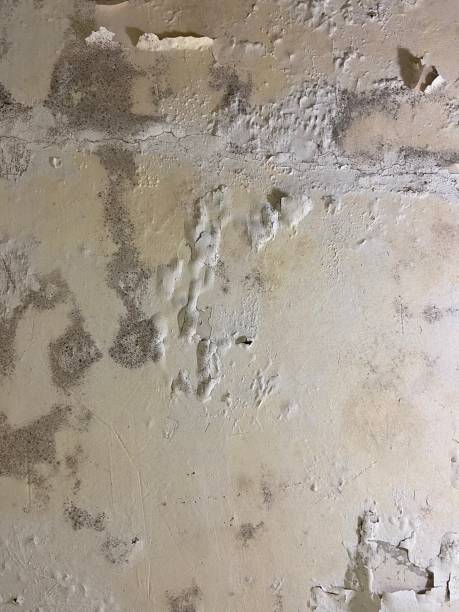 Mold Removal and Inspection in Schriever, LA
