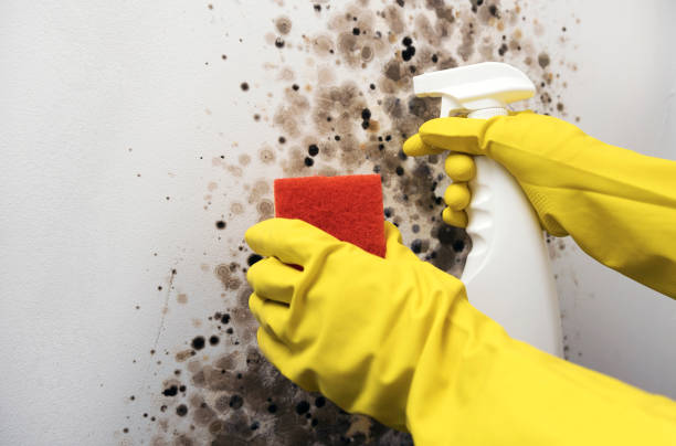 Best Emergency Mold Removal  in Schriever, LA