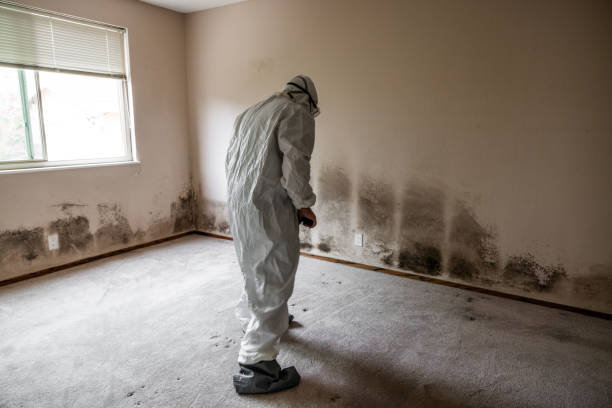 Best Mold Cleaning Services  in Schriever, LA