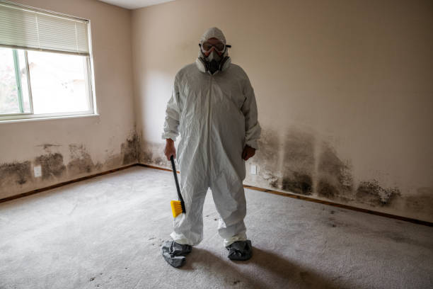 Best Attic Mold Removal  in Schriever, LA