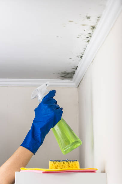 Best Residential Mold Removal  in Schriever, LA